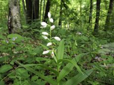 Cephalanthera-longifolia_цветение